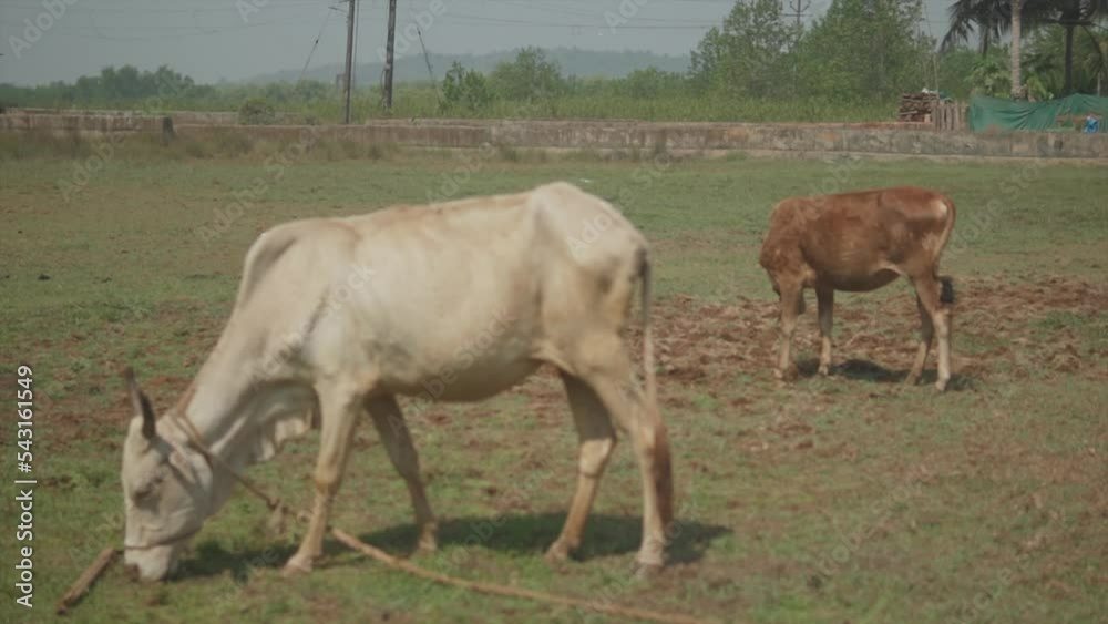 Static slow motion sht of a tethered white and a brown cow grazing on a field during a sunny day Static slow motion sht of a tethered white and a brown cow grazing on a field during a sunny day