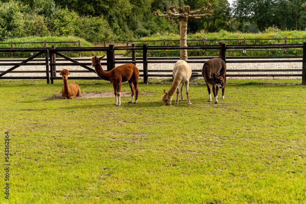 Four different colored alpacas on a green grass meadow. lying and standing, relaxed posture. Wooden fence in the background. Curious funny animals on meadow, wear a halter. Four animals, animal themes