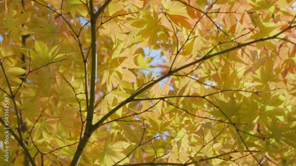 Rotating Japanese Maple Tree With Dense Foliage In Autumn Season. Low Angle Rotating Japanese Maple Tree With Dense Foliage In Autumn Season. Low Angle