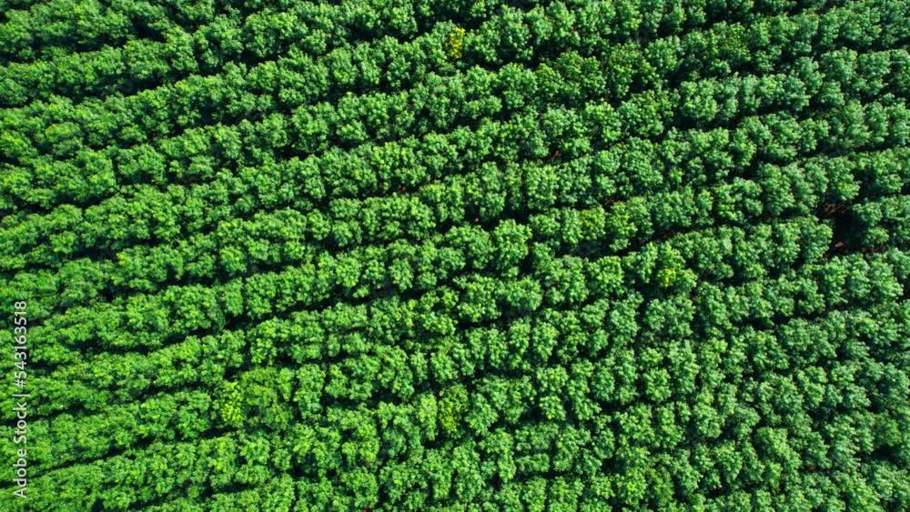 4K : Aerial view over a rubber trees plantation, Agricultural Industry in Chiang Mai Province, Northern Thailand. rubber industry concept. tropical plants. natural texture for background
