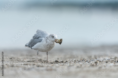 European herring gull looking for food at the Baltic Sea coast photo