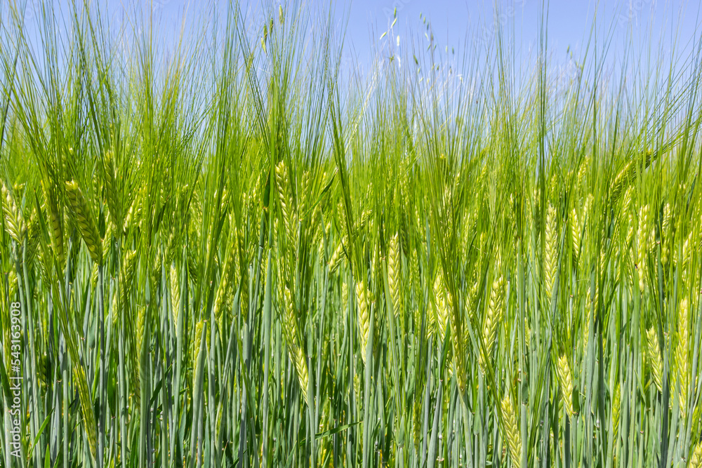 agricultural field where green rye grows, agriculture for obtaining grain crops, rye is young and green and still immature, close - up of the agricultural crop rye