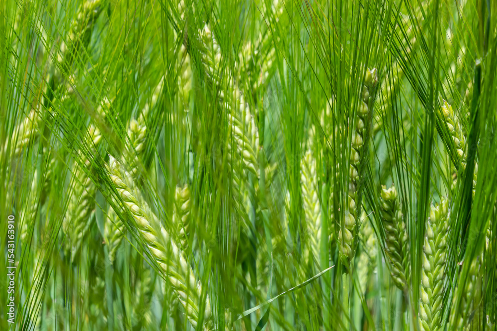 Early summer wheat crop blowing in the breeze .Traditional green wheat crops unique natural photo .Young wheat plants growing on the soil Early summer wheat crop blowing in the breeze .Traditional green wheat crops unique natural photo .Young wheat plants growing on the soil