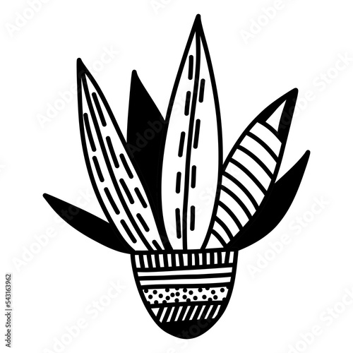 vector doodle element indoor flower in a pot.