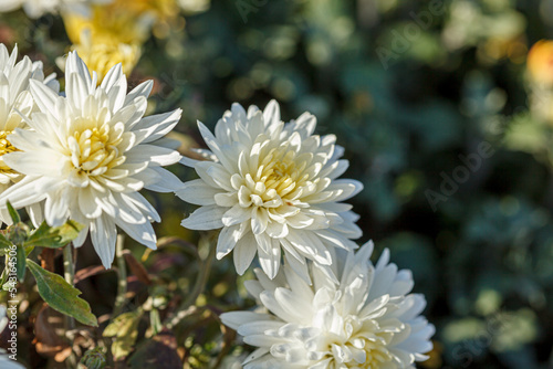 beautiful bushes of yellow chrysanthemum flowers