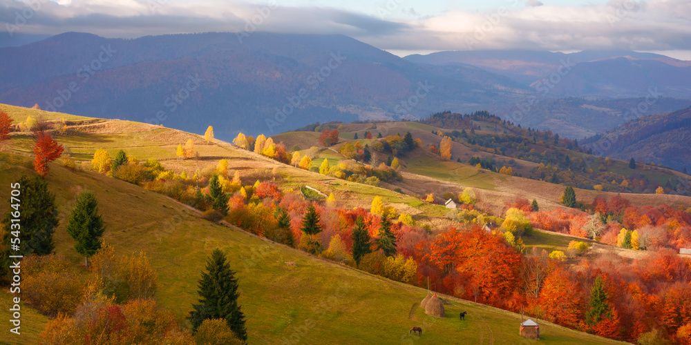 amazing view of carpathian mountains on an autumn day. forested hills in fall colors rolling in to the distant rural valley. low heavy clouds on the sky. scenery in dappled light