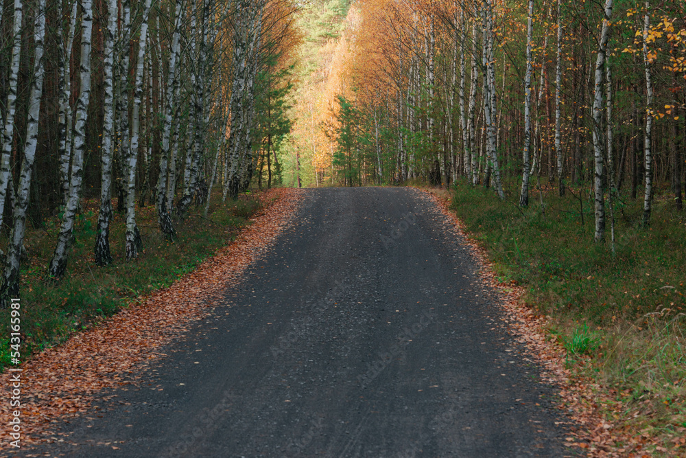 Leśna droga utwardzona tłuczniem. Po obu stronach drogi rosną młode brzozy. Jest jesień, liście na drzewach mają żółty kolor. - obrazy, fototapety, plakaty 