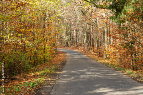 Bukowy, jesienny las w słoneczny dzień. Drzewa pozbawione są liści, pobocza pokryte są grubą warstwą suchych, brązowych liści.