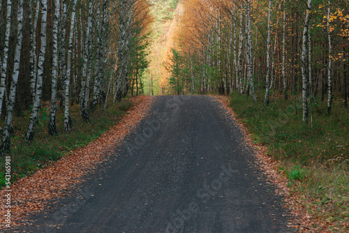 Leśna droga utwardzona tłuczniem. Po obu stronach drogi rosną młode brzozy. Jest jesień, liście na drzewach mają żółty kolor.