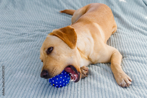 Labrador retriever dog playing with ball toy © olyasolodenko