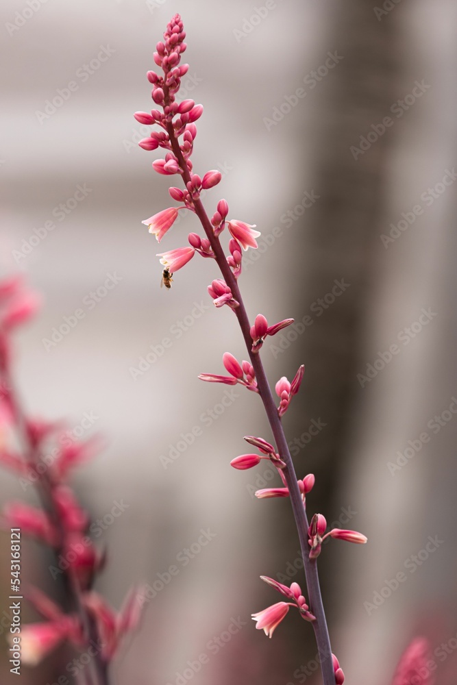 Fototapeta premium Vertical shot of a red yucca flower on blurred background