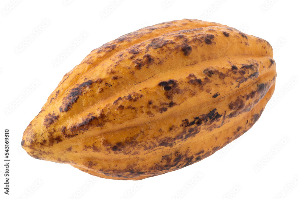 Cocoa fruit, raw Cacao beans, Cocoa pod. Fresh cocoa fruits isolated on a transparent background