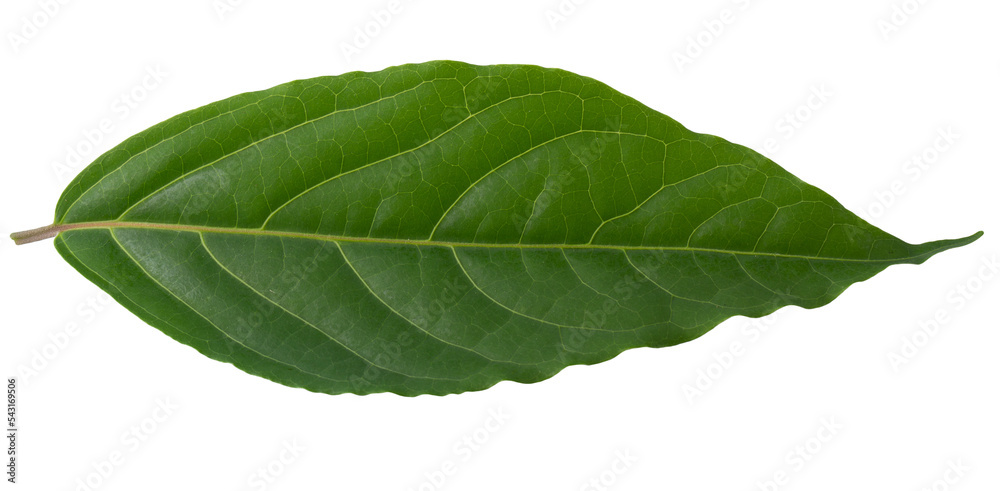 Obraz premium green leaf isolated on a transparent background