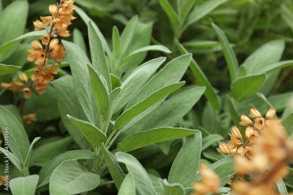 Beautiful sage with green leaves growing outdoors Beautiful sage with green leaves growing outdoors