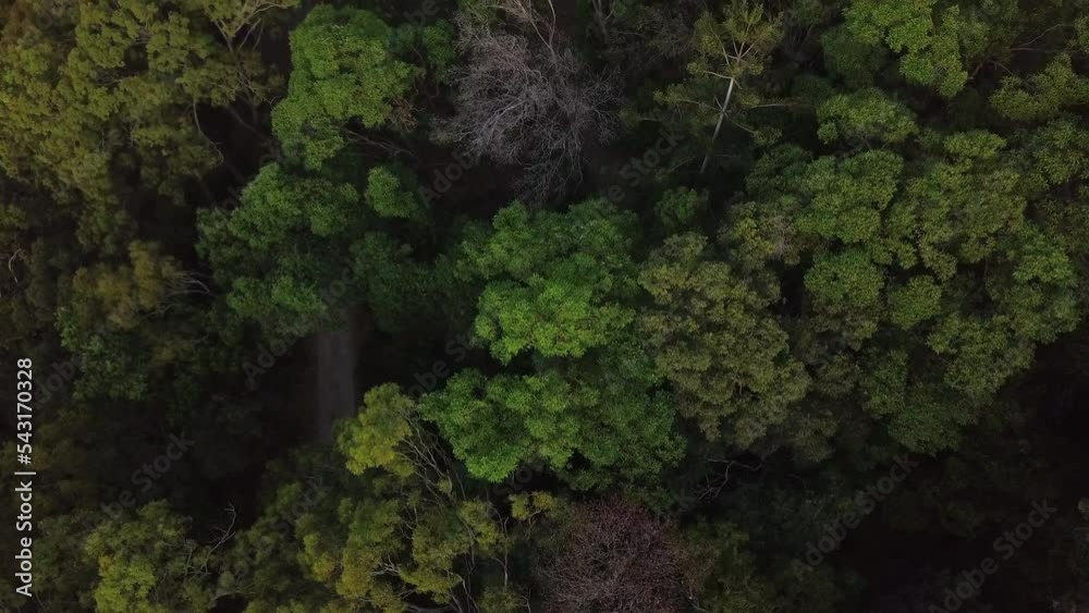 Birdseye view of a tropical forest with green trees