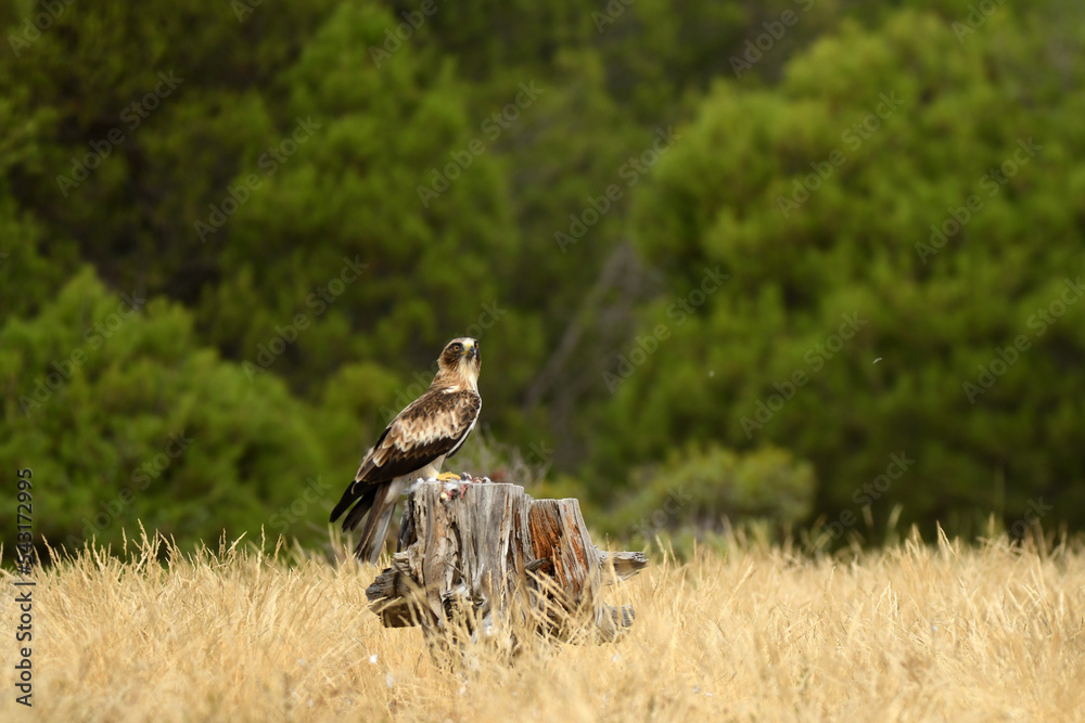 Obraz premium aguila calzada con una presa en el bosque