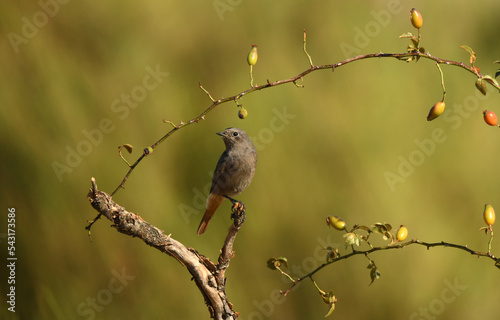 colirrojo tizon hembra en otoño © Juan Pablo Fuentes S