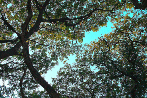 Tree leaves laid out beautifully