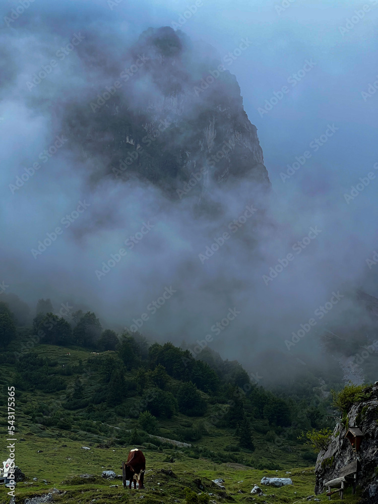 Krowy na tle mgły w górach
