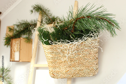 basket with green Christmas tree branches