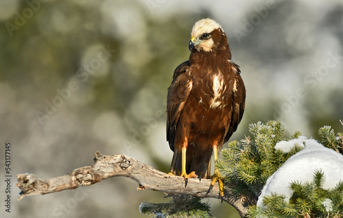 aguila lagunero hembra en invierno photo