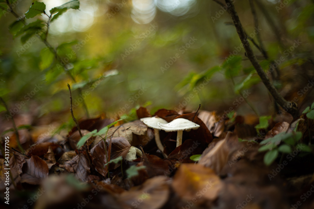 Wild autumn mushrooms growing in the forest in Europe in October. Close up shot, no people. Wild autumn mushrooms growing in the forest in Europe in October. Close up shot, no people.