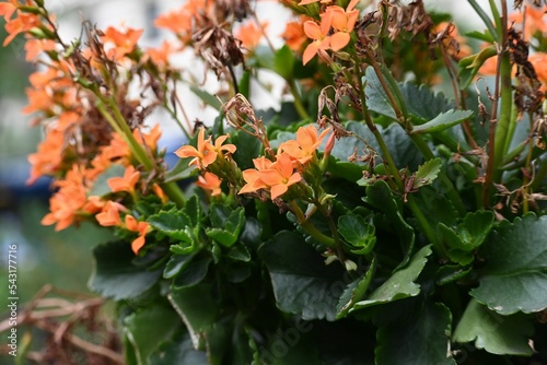 Closeup of orange florist kalanchoes photo