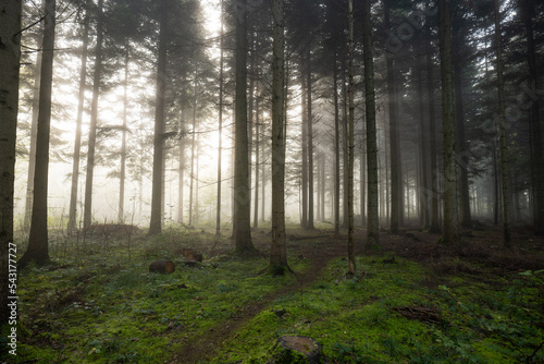 Autumn foggy forest scene with rising sun beaming through the morning fog. Wide angle, moody, no people, Europe