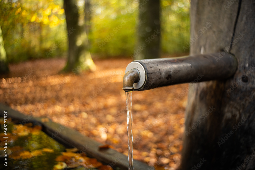 Fresh drinking spring water fountain in a forest in Europe. Close up shot autumn foliage, no people. Wooden carved fountain bowl with metal tap
