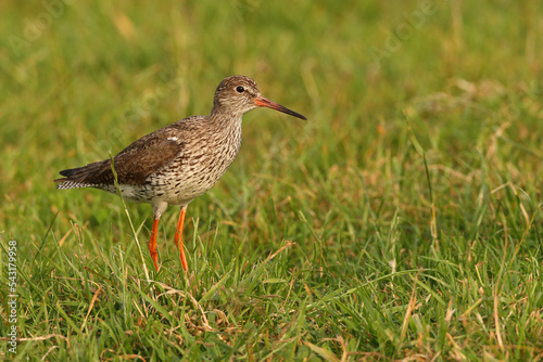 Portrait of a Common Redshank standing in a meadow 