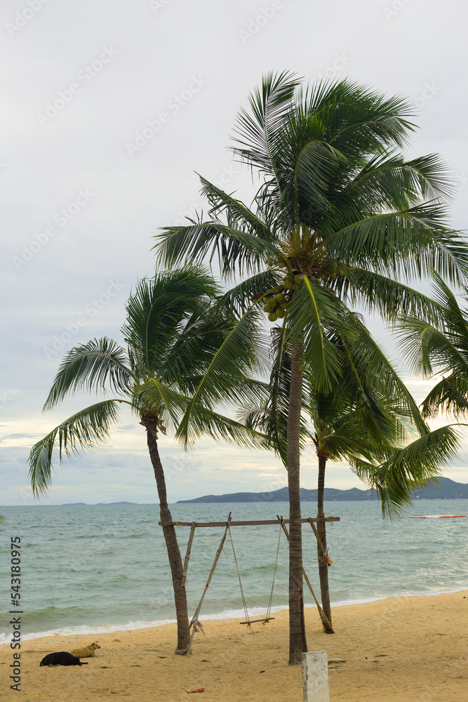 Obraz premium Palm Tree on Cloudy Sea Background. Bad Weather in the Tropics