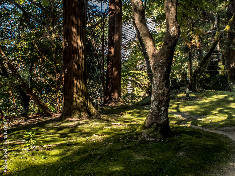 Naklejka premium 苔の小径と木漏れ日