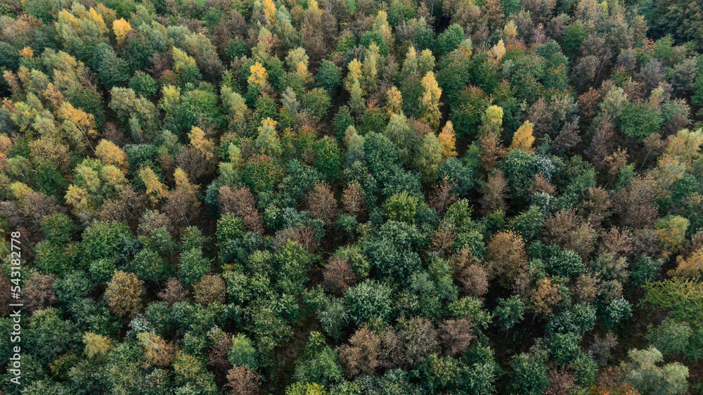 aerial view of autumn forest aerial view of autumn forest