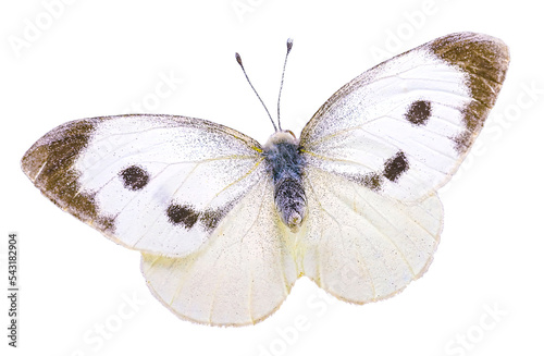 Sticker Beautiful white butterfly with spread wings from family of whiteflies Pieridae isolated on white background