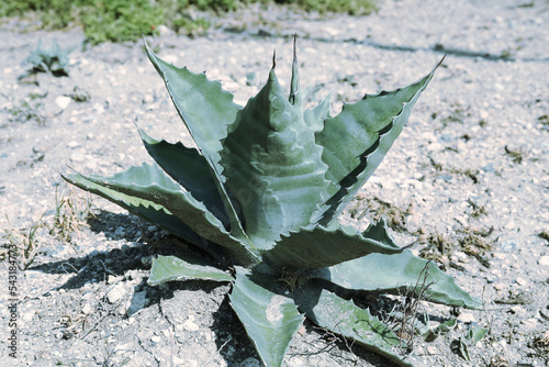 Beautiful Agave plant growing outdoors on sunny day