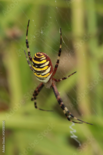 Argiope frelon --- Argiope fasciée (Argiope bruennichi)