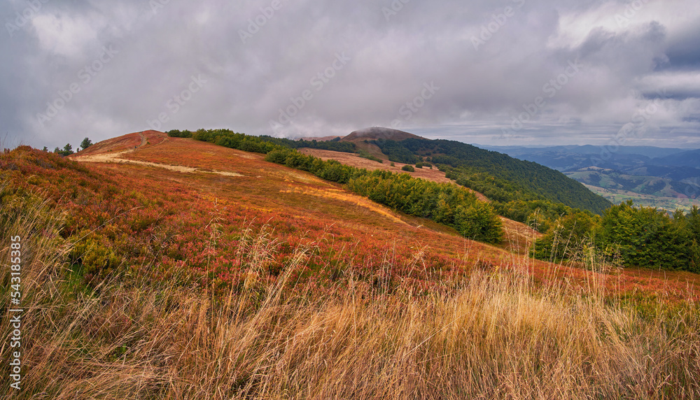 Carpathian mountain meadows in autumn. The blueberry bushes turned red from the cold. Low rain clouds add to the gloomy atmosphere