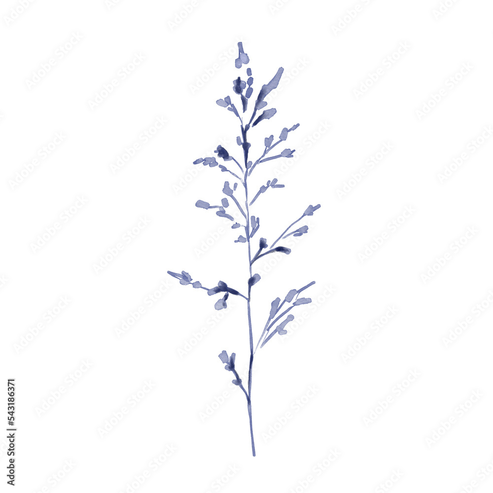 Watercolor illustration of navy blue spikelet Watercolor illustration of navy blue spikelet