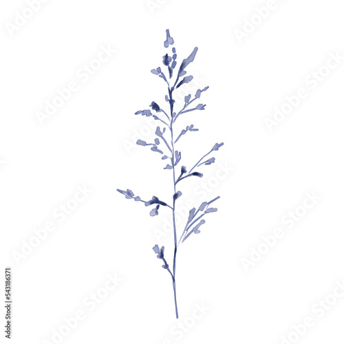 Watercolor illustration of navy blue spikelet