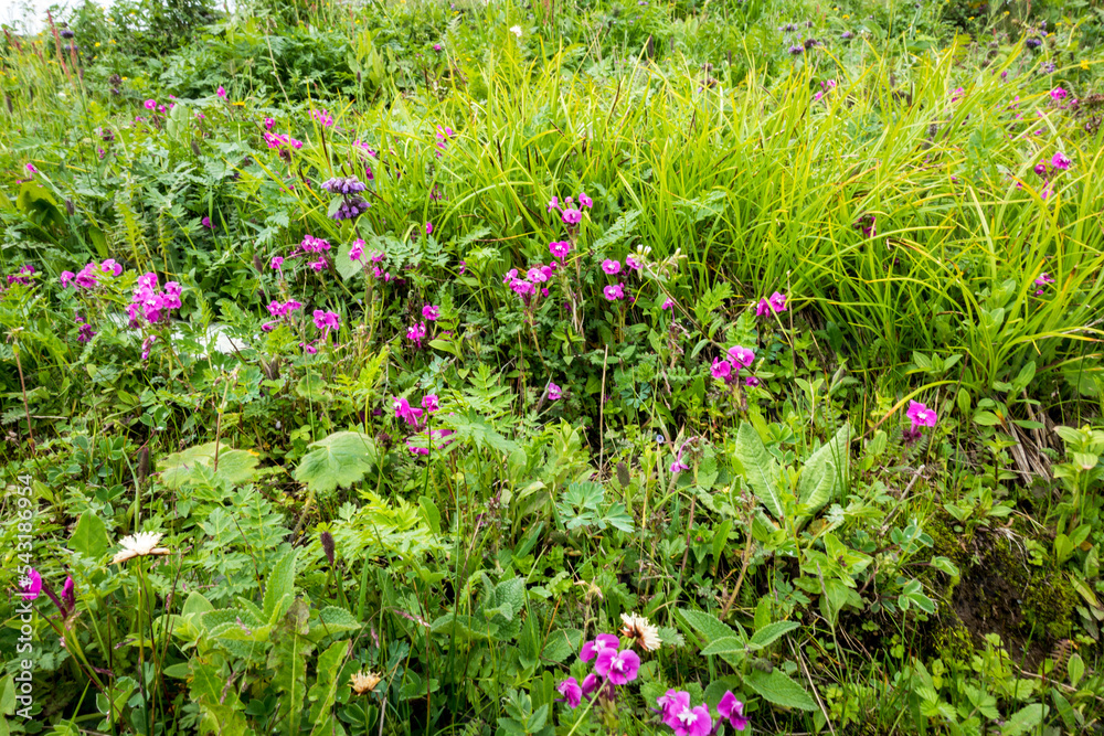 Himalayan balsam , Impatiens glandulifera, it is a large annual plant native to the Himalayas .Valley of flowers. India.