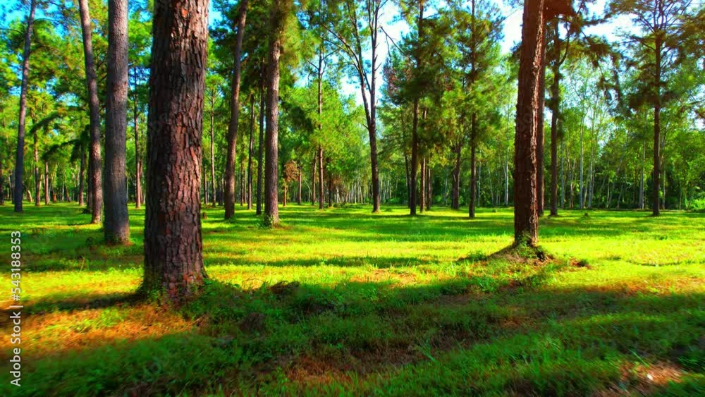 Drone is flying forward through a beautiful pine forest at sunrise, Green lawn and shadows of pine trees. Forest Landscape. Chiang Mai Province, Northern Thailand. green nature energy. travel concept
Drone is flying forward through a beautiful pine forest at sunrise, Green lawn and shadows of pine trees. Forest Landscape. Chiang Mai Province, Northern Thailand. green nature energy. travel concept