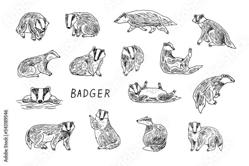 Badger forest animal vector line illustartions set.