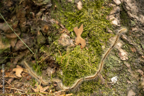Billede på lærred High angle view of centipede crawling on tree trunk at forest