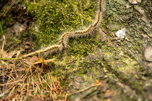 High angle view of centipede crawling on tree trunk at forest