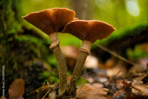 Closeup shot of honey fungus found growing in the wilderness