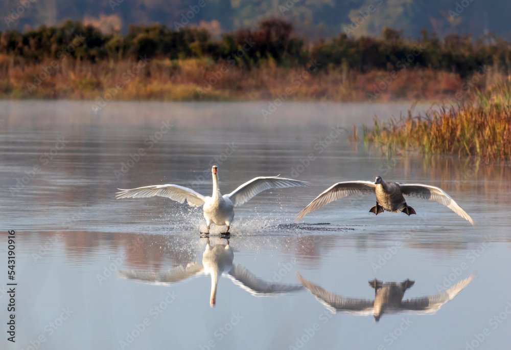 Cygnet makes awkward landing with adult Swan on calm quiet water with reflection on an early fall morning Cygnet makes awkward landing with adult Swan on calm quiet water with reflection on an early fall morning