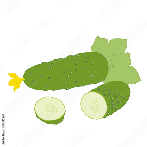 Illustration of healthy and nutritious cucumber vegetable whole and cut with flower and roll cut in minimalistic flat style, vector isolated on white background.