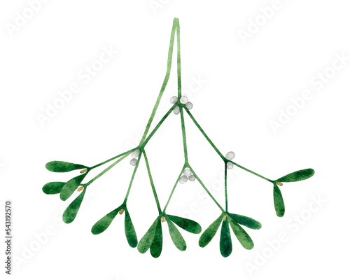 Watercolor hand drawn illustration of the Mistletoe. Isolated on transparent background. Hand painted watercolour Christmas branch with berries