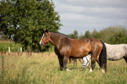 Pferd auf der Weide © Nadine Haase