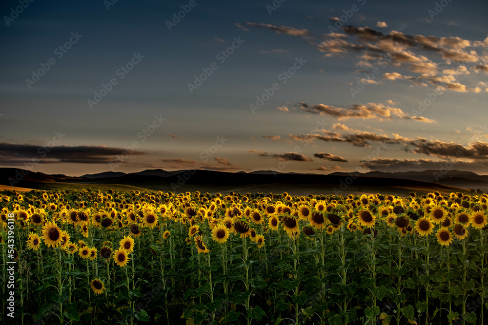 Sunflower field during summer sunset